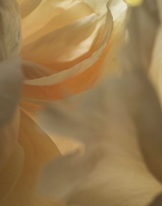 5 things you didn’t know about the clitoris